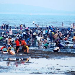 赶海热潮下的生态与法律挑战游客踩进蛏田事件深度解析