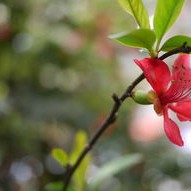 在桃花天里，与熊熊共舞，一个春天的故事