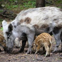 林草局成功移出野猪名录