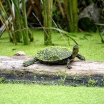 四川自贡观测到恶性外来入侵物种